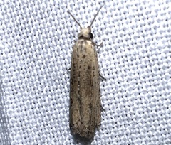 Bactra