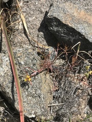 Quinchamalium chilense