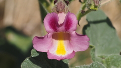 Proboscidea parviflora parviflora