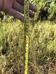 Sporobolus osceolensis