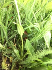 Veronica gentianoides