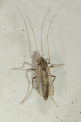 Chironomidae