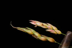 Sorghum