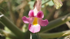 Proboscidea parviflora parviflora