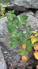 Rubus idaeus