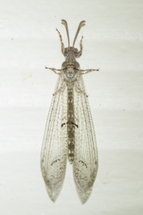 Euptilon ornatum