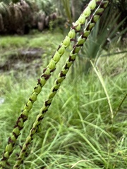 Paspalum notatum