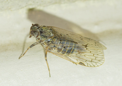 Melanoliarus aridus