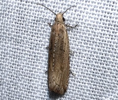 Bactra