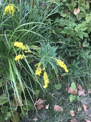 Solidago rugosa
