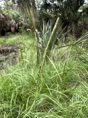 Paspalum notatum