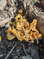 Craterellus ignicolor