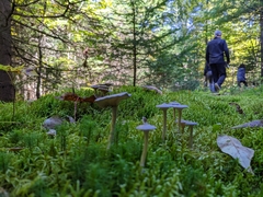 Cantharellula umbonata