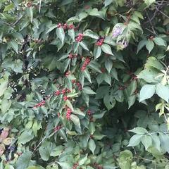Lonicera maackii