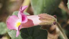 Proboscidea parviflora parviflora