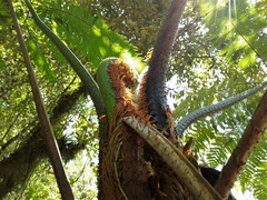 Cyathea