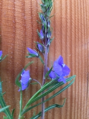 Veronica multifida