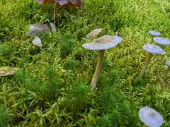 Cantharellula umbonata