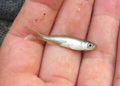 Lythrurus umbratilis