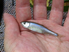 Lythrurus umbratilis