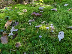 Cantharellula umbonata