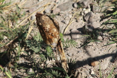 Podaxis
