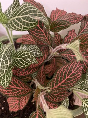 Fittonia