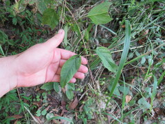 Scrophularia marilandica
