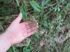 Scrophularia marilandica