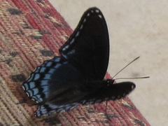 Limenitis arthemis