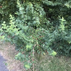 Lonicera maackii