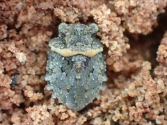 Gelastocoris oculatus