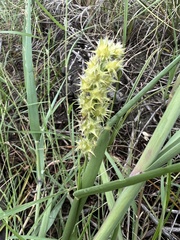 Cenchrus tribuloides