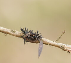 Septobasidium clelandii