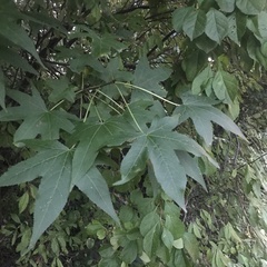 Liquidambar styraciflua