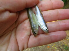 Lythrurus umbratilis