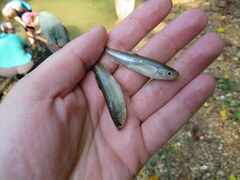 Lythrurus umbratilis