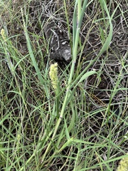 Cenchrus tribuloides