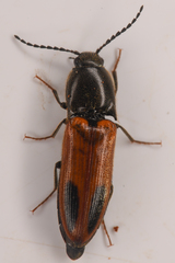 Ampedus occidentalis