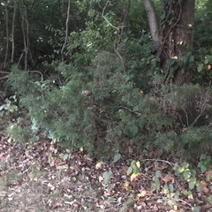 Juniperus virginiana