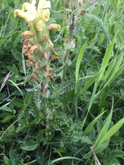Pedicularis sibthorpii