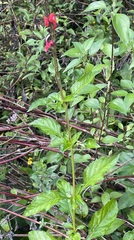 Stachytarpheta miniacea