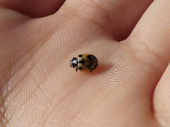 Hippodamia parenthesis