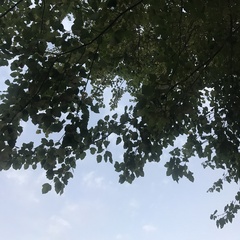 Pyrus
