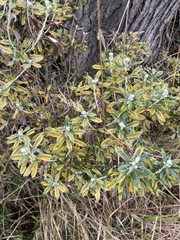 Chiliotrichum diffusum
