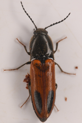 Ampedus occidentalis