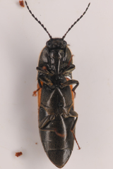 Ampedus occidentalis