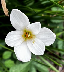 Zephyranthes candida