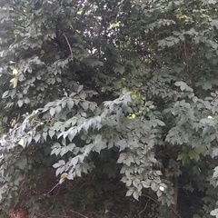 Lonicera maackii