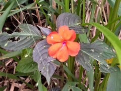 Impatiens walleriana